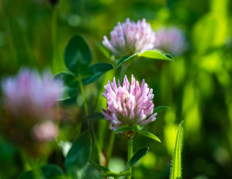 A closeup shot of beautiful purple pincushion flowers in a field with a blurred background