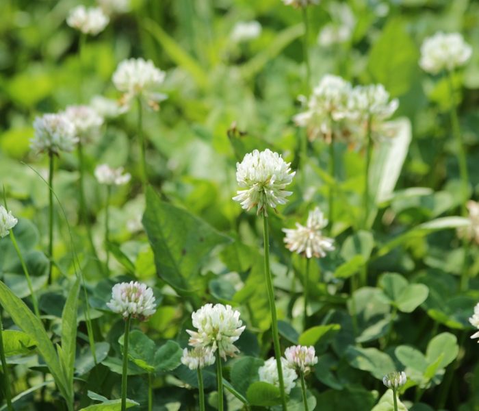 clover-3650704_1280