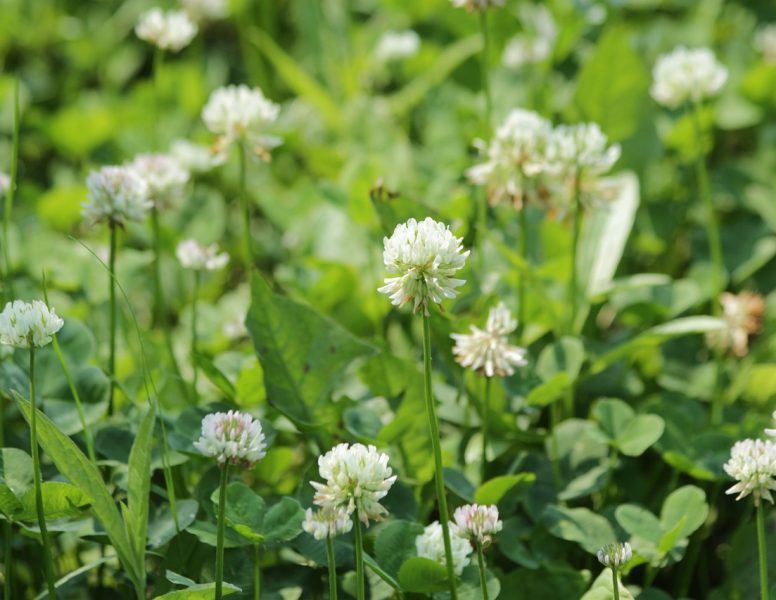 clover-3650704_1280