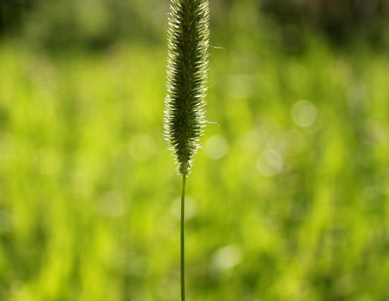 grass-1477055_1280