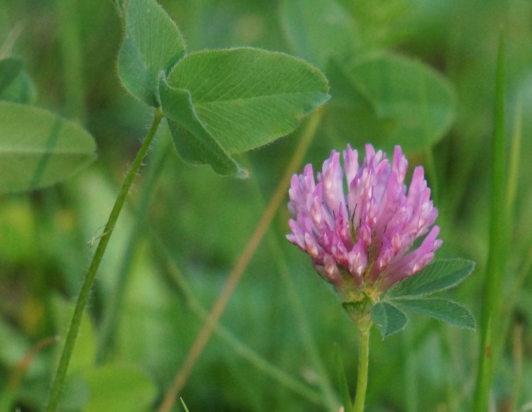 red-clover-166374_1280