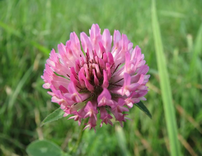 trifolium-pratense-848798_1280