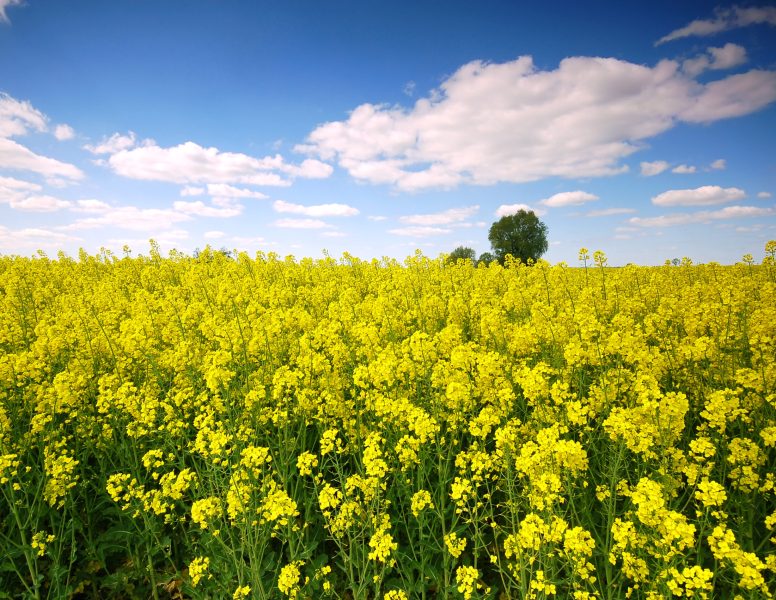 Spring sunny landscape. Rape field